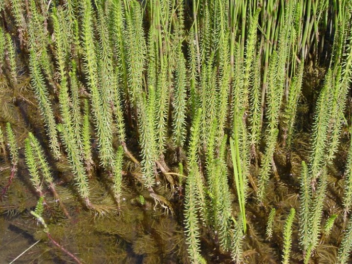 Marestail - Hippirus vulgaris