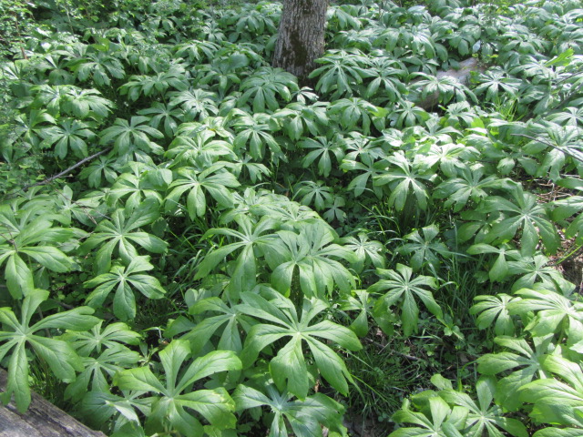 May Apple - Podophyllum peltatum
