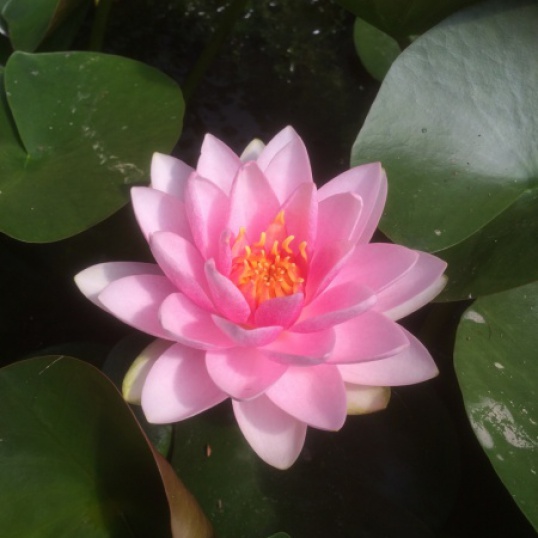 Mme Wilfron Gonnere Water Lily - Nymphaea Mme Wilfron Gonnere