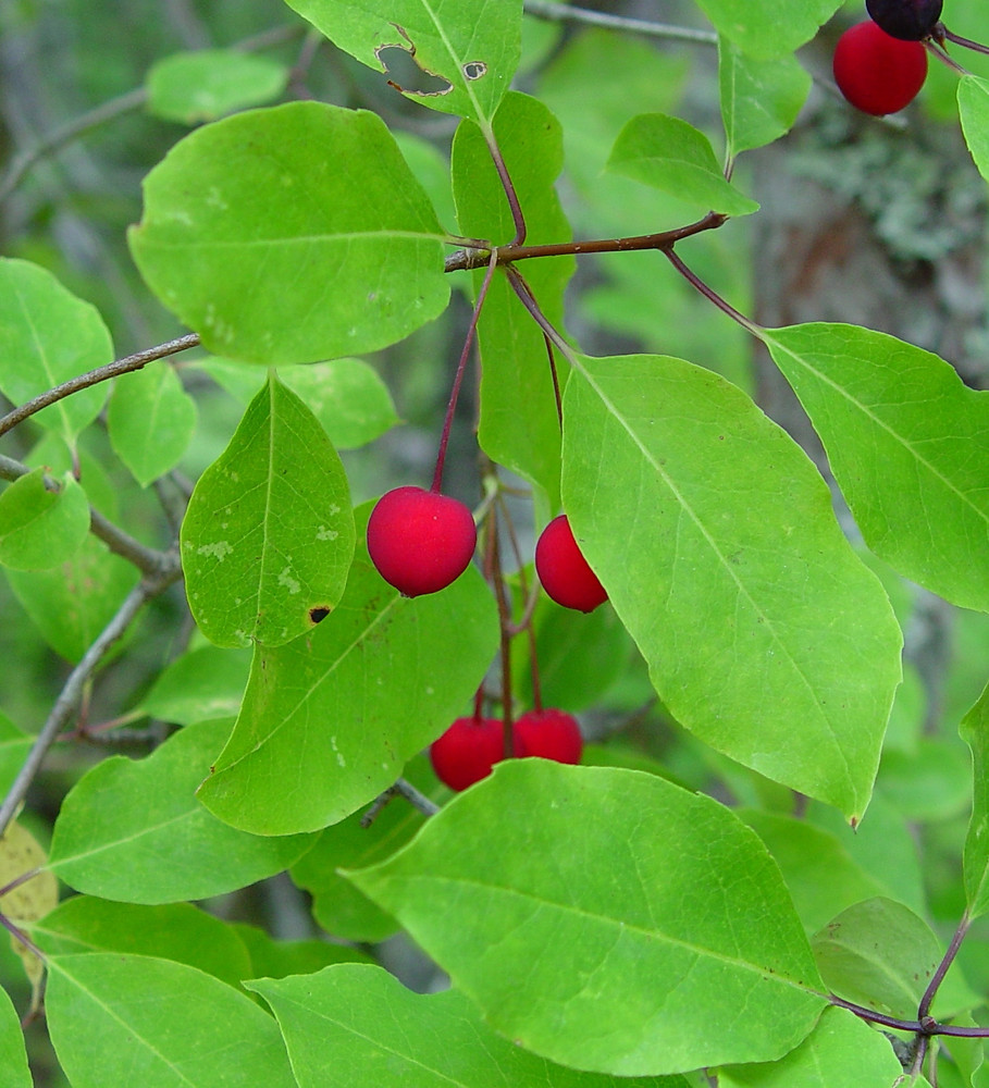 Mountain Holly - Ilex mucronata
