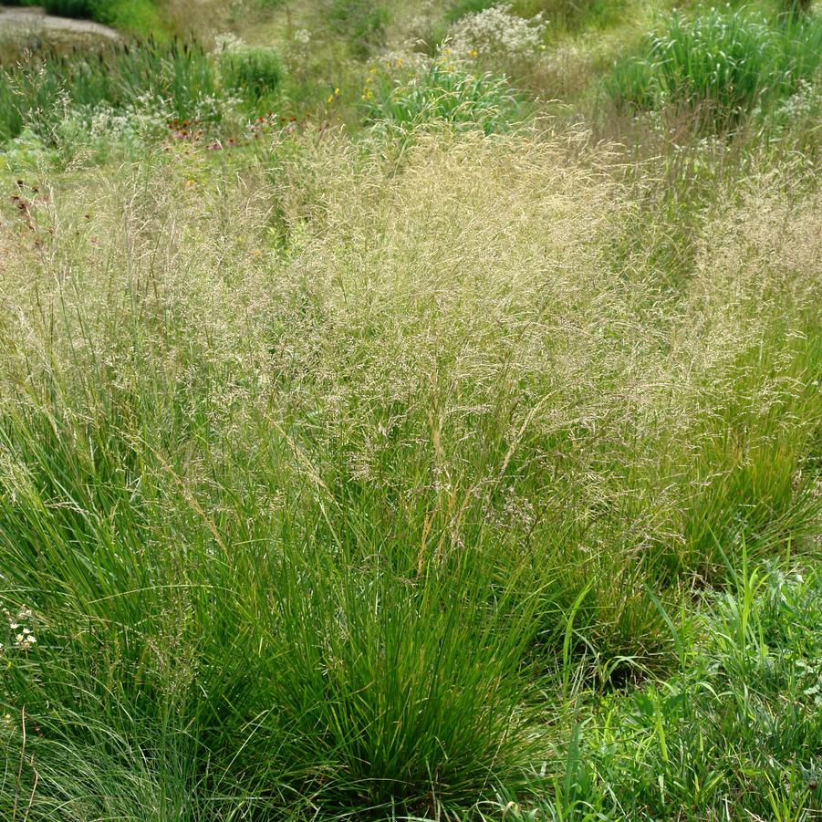 NATIVE GRASSES & SEDGES - MORE COMING SOON