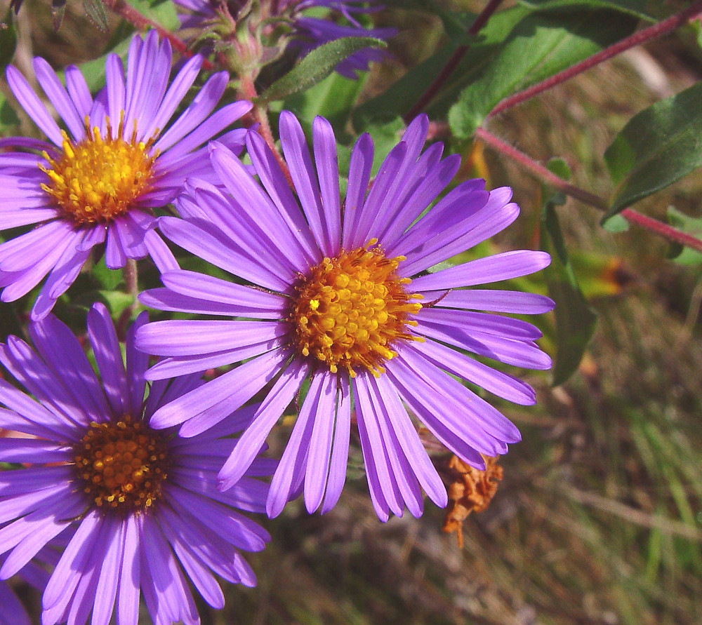 New England Aster - Symphyotrichum novae-angliae