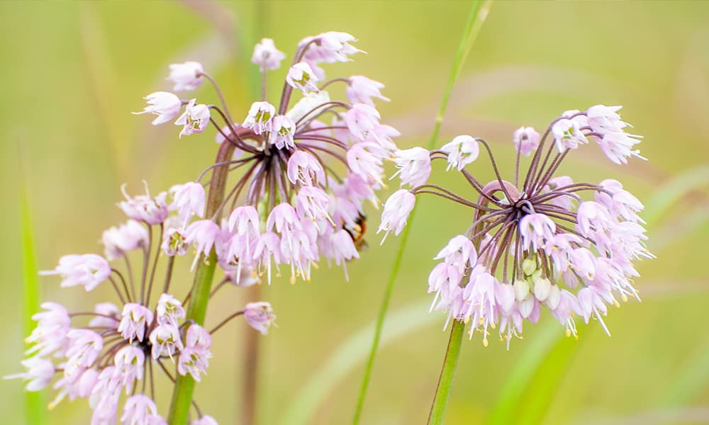 Nodding Onion - Allium cernuum