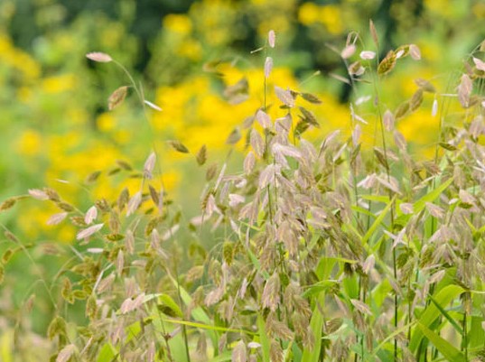 Northern Sea Oats - Chasmanthium latifolium