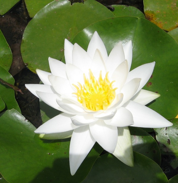 Odorata Alba Water Lily - Nymphaea Odorata Alba