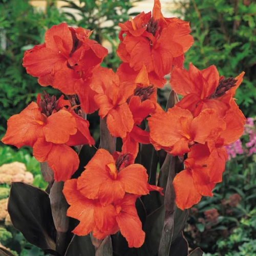 Orange-Chocolate Canna Lily