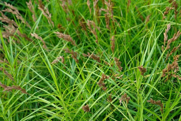 Palm Sedge - Carex muskingumensis