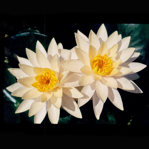 Peach Glow Water Lily - Nymphaea Peaches & Cream