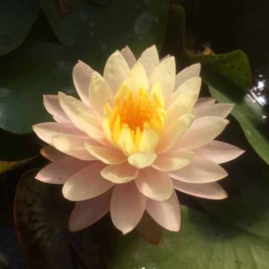 Peaches & Cream Water Lily - Nymphaea Peaches & Cream