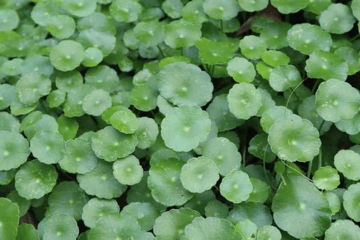 Pennywort - Hydrocotyle vulgaris