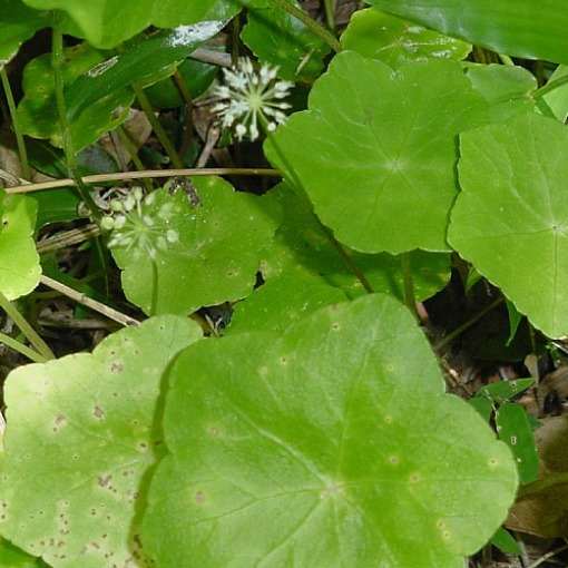 Pennywort - Hydrocotyle vulgaris | Ponds & Aquaria