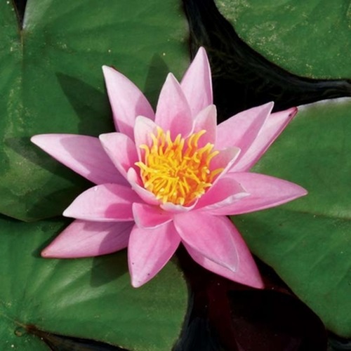 waterlily様 Waterlilies | Ponds & Aquaria