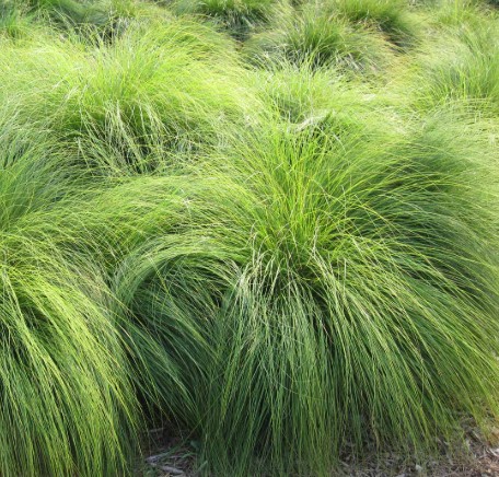 Prairie Dropseed - Sporobolus heterolepis