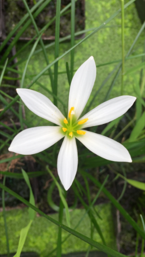 Rain Lily - Zephranthes