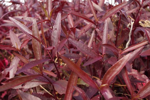Red Amaranth - Alternanthera reiniekii