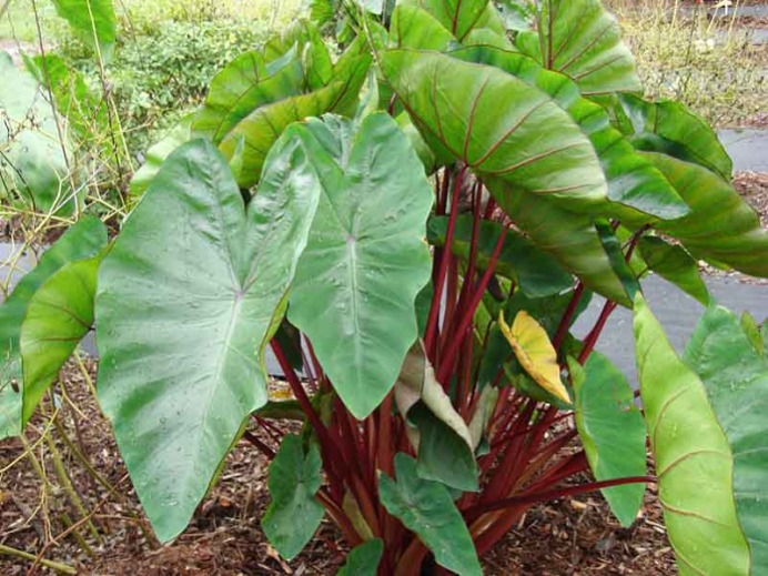 Red Stem Taro - Colocasia