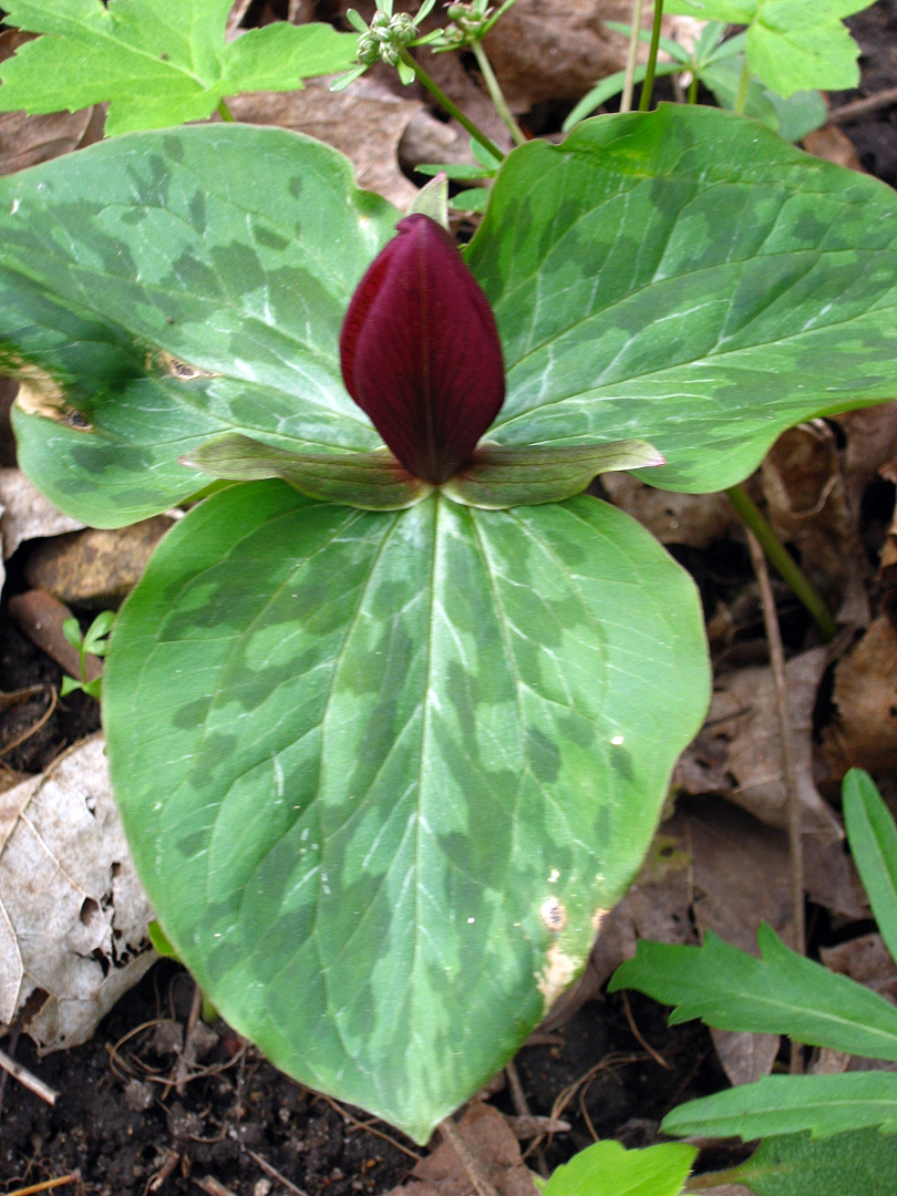 Red Toad Lily - Trillium sessile