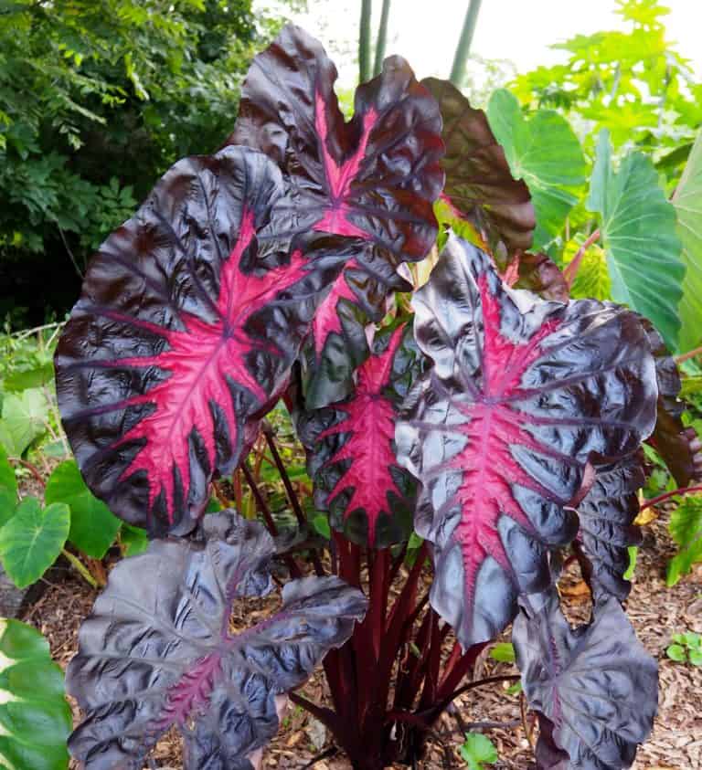 Redemption Colocasia