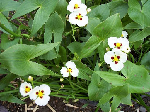 Ruby Eyed Arrowhead - Sagittaria montevidensis