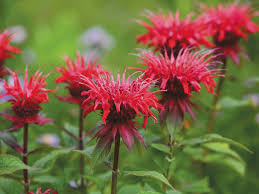 Scarlet Beebalm - Monarda didyma