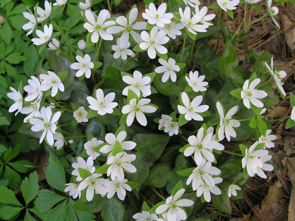 Sharp-Lobed Liverleaf - Hepatica Acutiloba
