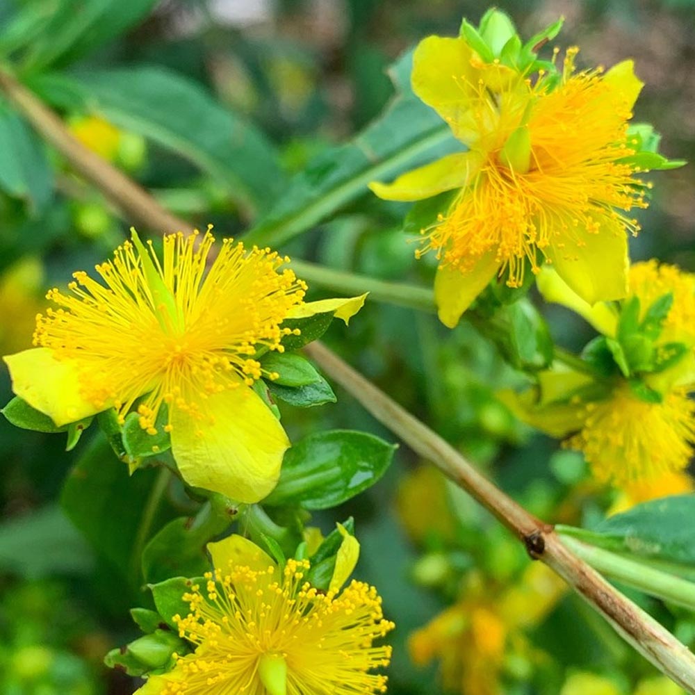 Shrubby St. John's Wort - Hypericum prolificum