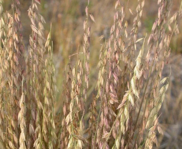 Side-Oats Grama - Bouteloua curtipendula
