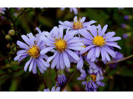 Smooth Aster - Symphyotrichum laeve