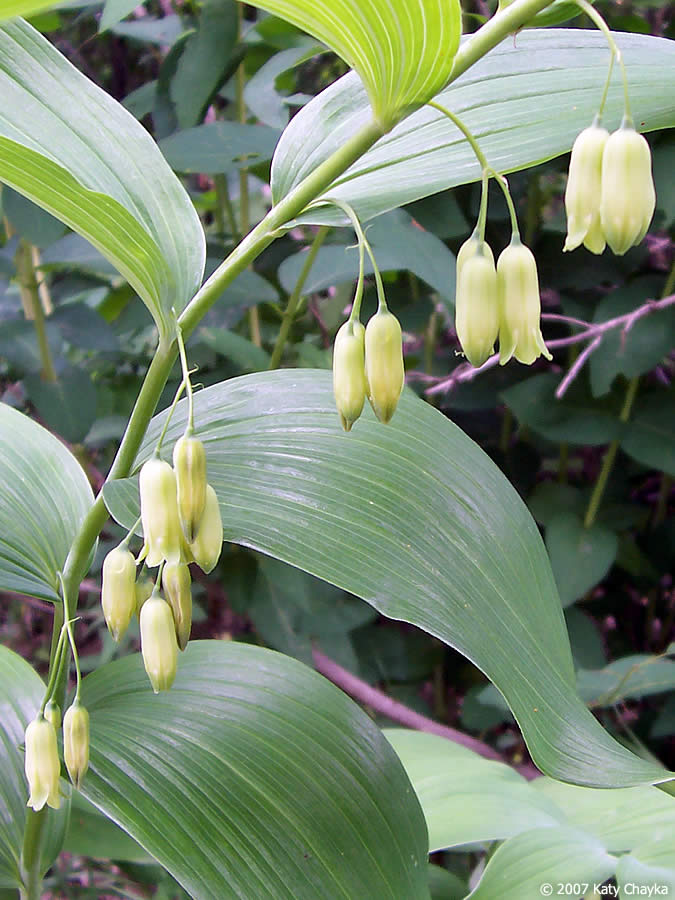 Smooth Solomon's Seal - Polygonatum biflorum