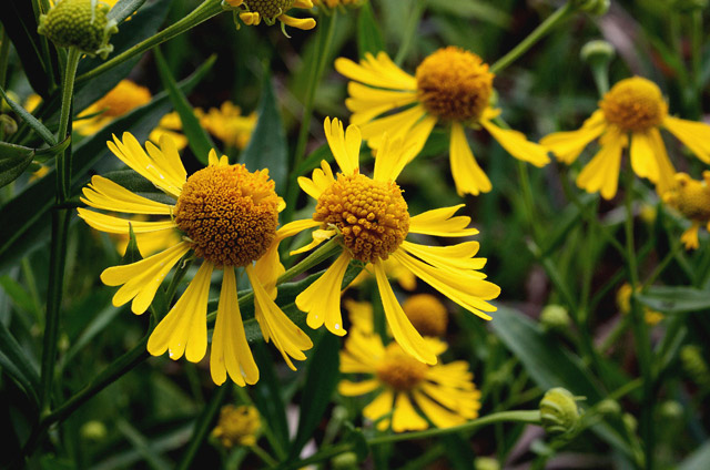 Sneezeweed - Helenium autumnale