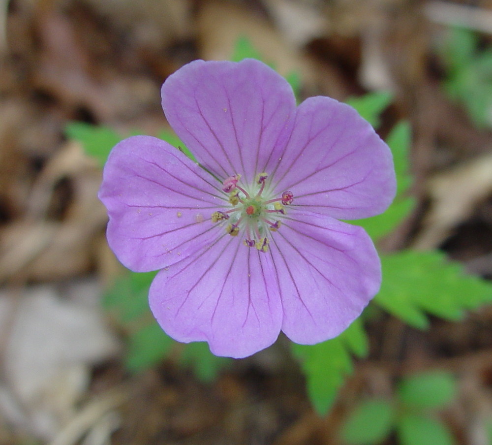 Spotted Cranesbill - Geranium maculatum