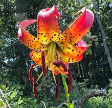 Swamp Lily - Lilium superbum