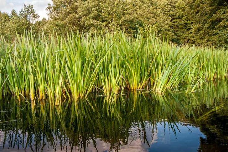 Sweet Rush - Acorus calamus