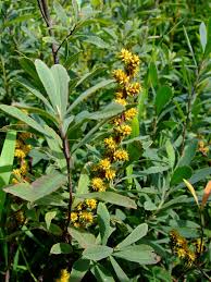 Sweetgale - Myrica gale