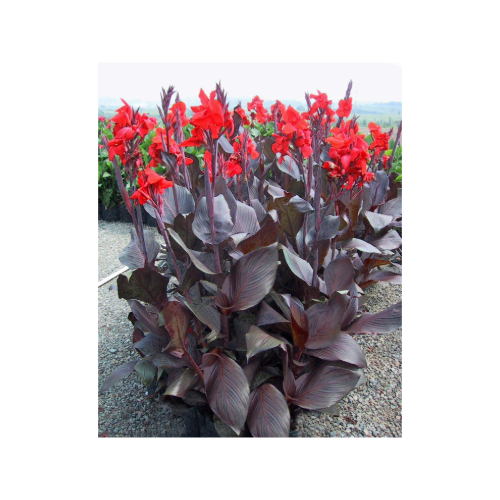 Tropicanna Black Canna Lily