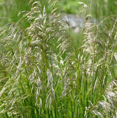 Tufted Hair Grass - Deschampsia cespitosa