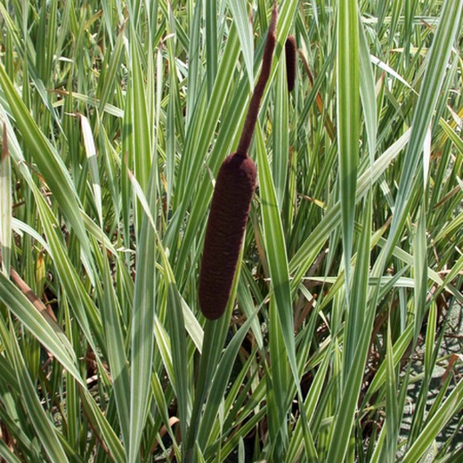 Variegated Reedmace - Typha latifolia variegata