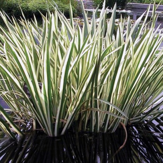 Variegated Rush Acorus calamus variegata Ponds & Aquaria
