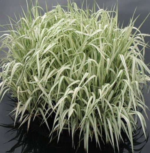 Variegated Sweetgrass - Glyceria aquatica variegata