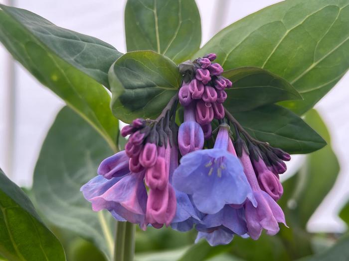 Virginia Bluebells - Mertensia virginica
