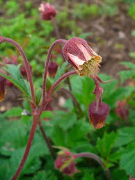 Water Avens - Geum rivale