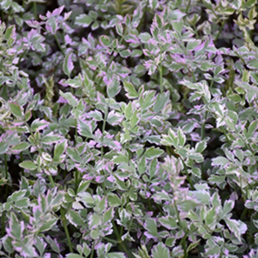 Water Celery - Oenanthe Flamingo