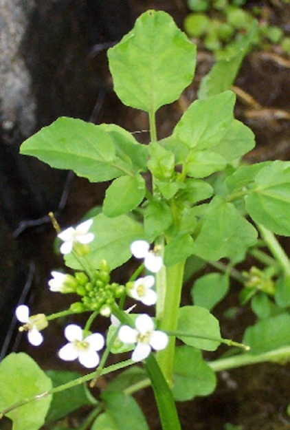 Water Cress - Rodicula nasturtium aquaticum