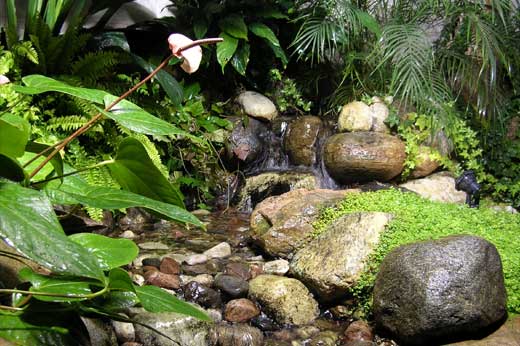 Water Feature Maintenance | Ponds & Aquaria