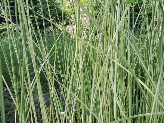White Rush - Scirpus albescens