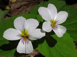 White Violet - Viola canadensis