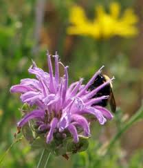 Wild Bergamot - Monarda fistulosa