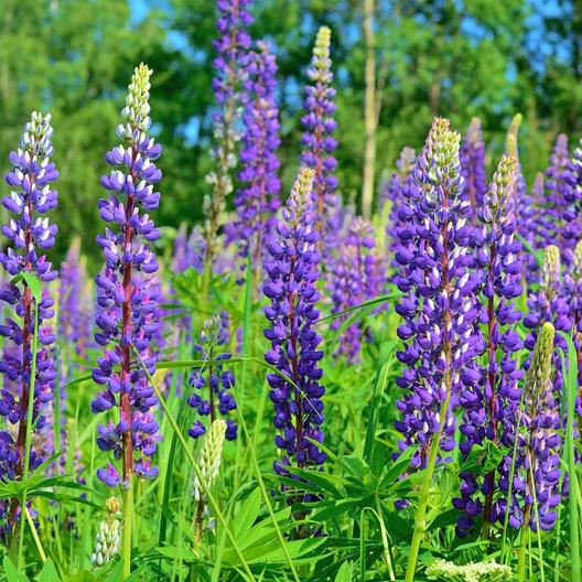 Wild Lupine - Lupinus perennis