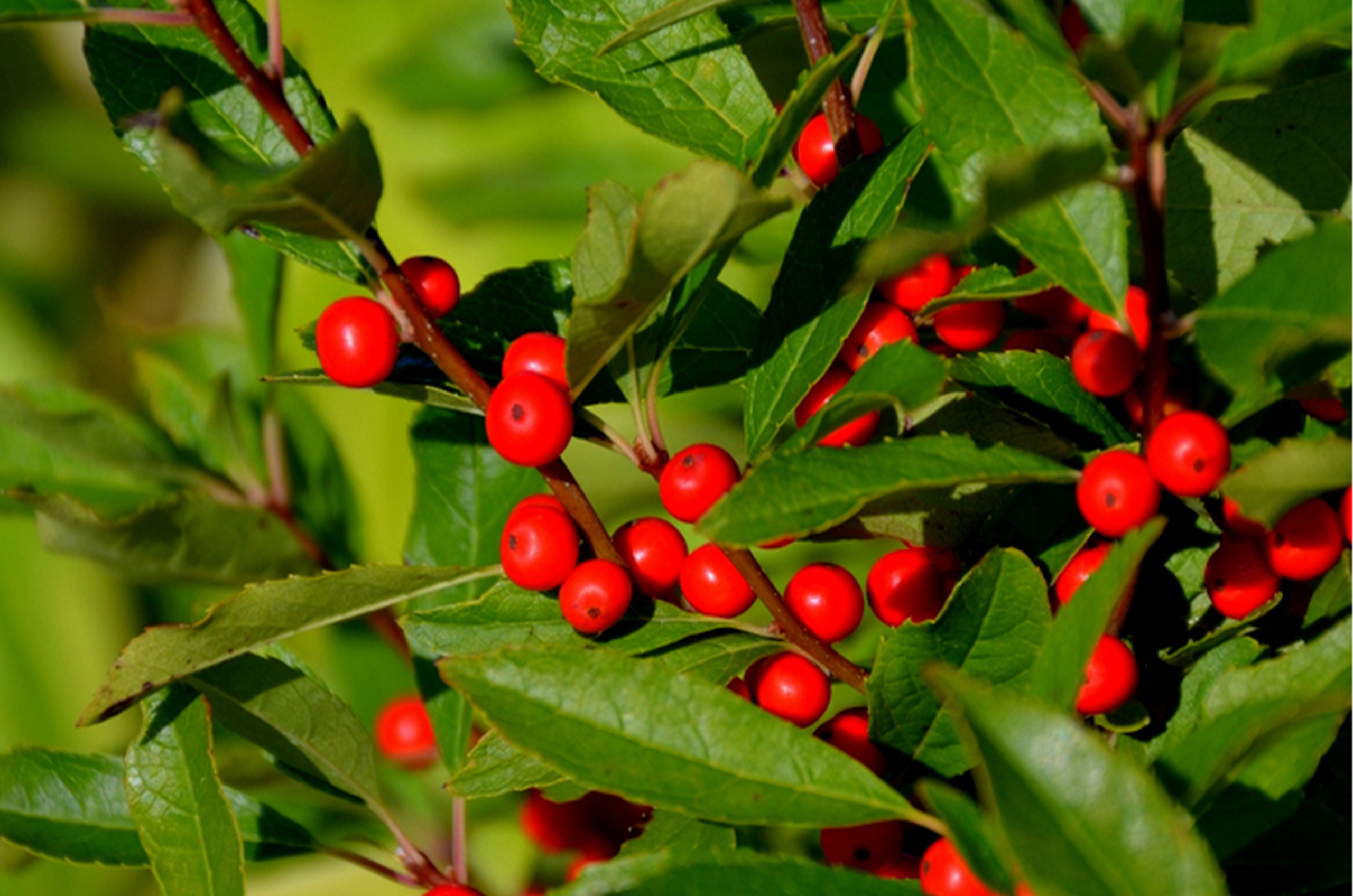 Winterberry - Ilex verticillata