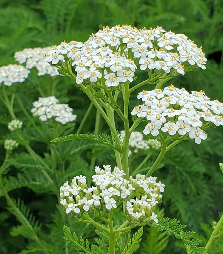 Yarrow - Achillea millefolium